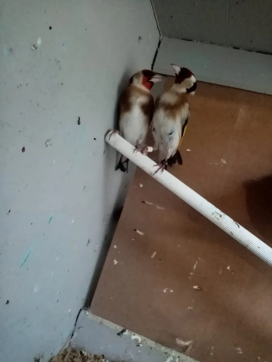 Goldfinches - Image 2