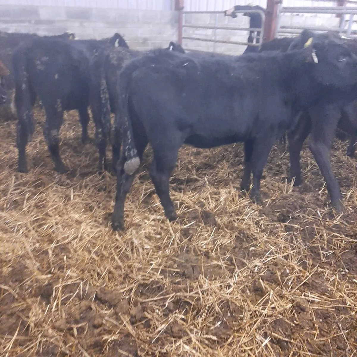16 yearling heifers - Image 1
