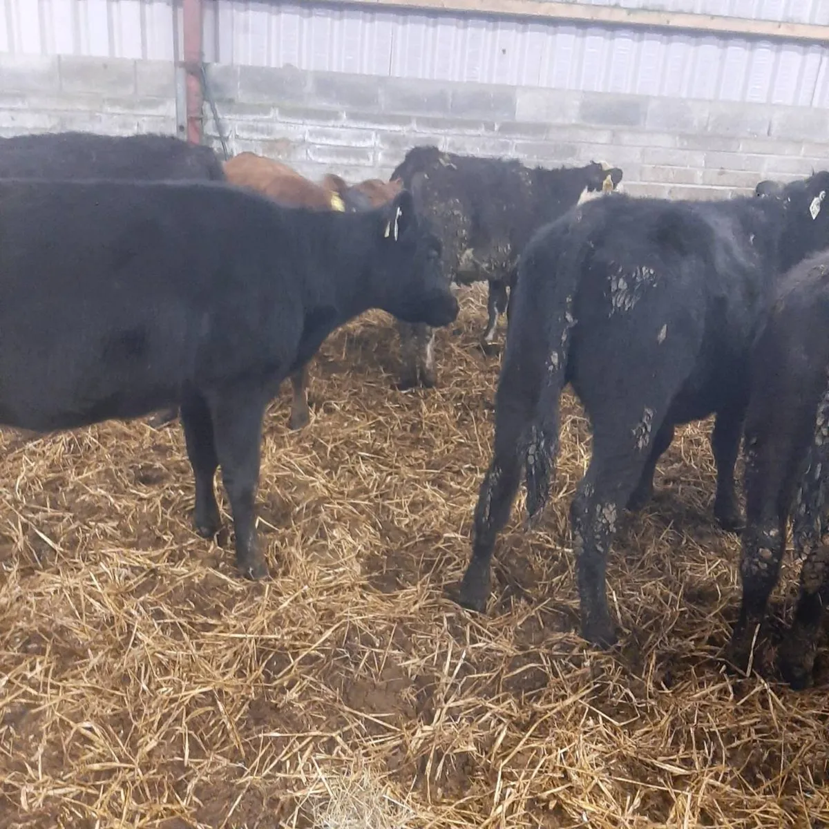 16 yearling heifers - Image 2