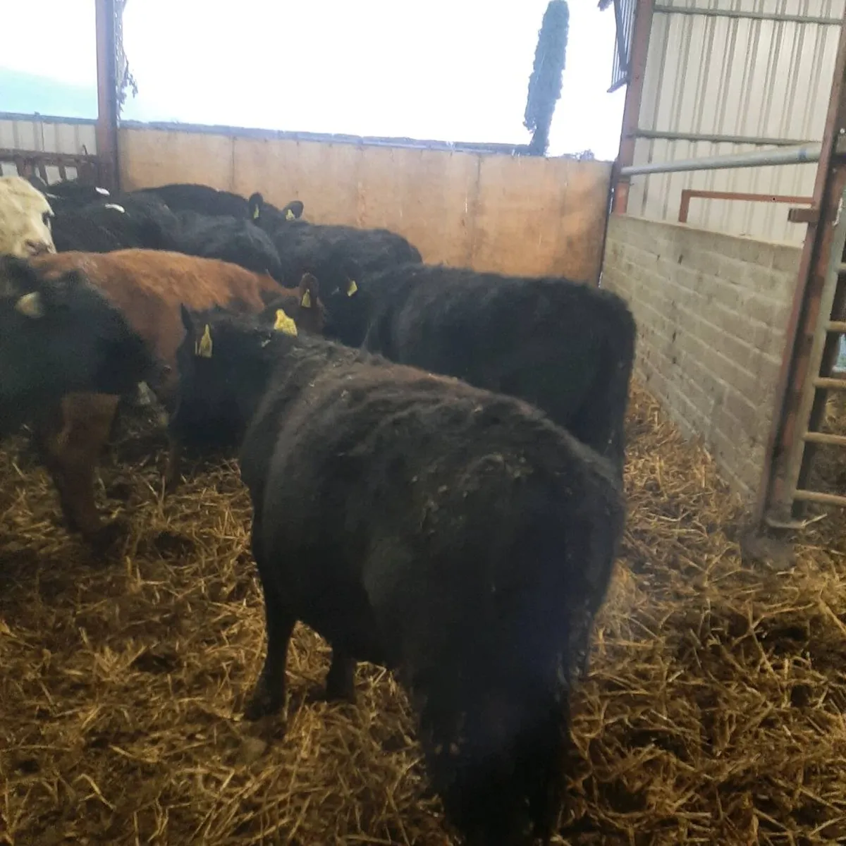 16 yearling heifers - Image 3