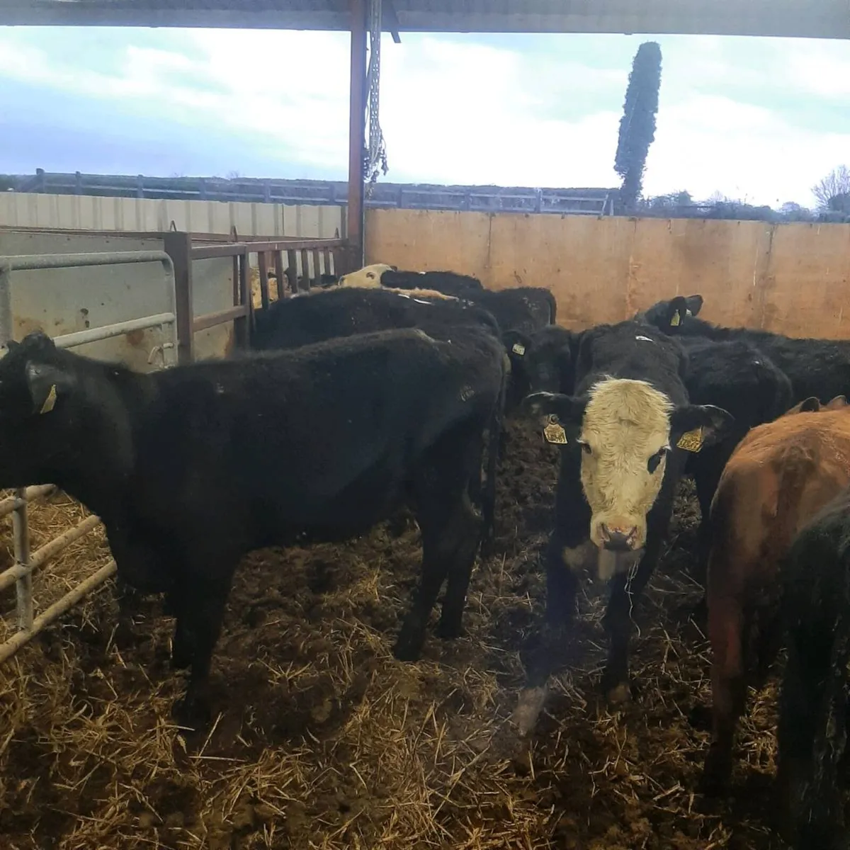 16 yearling heifers - Image 4