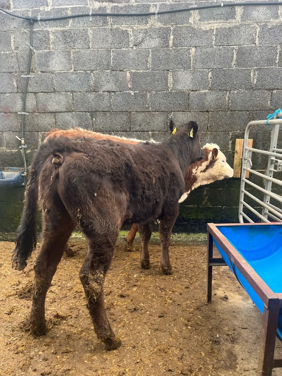 Sucker Bred Limousin Heifer - Image 4