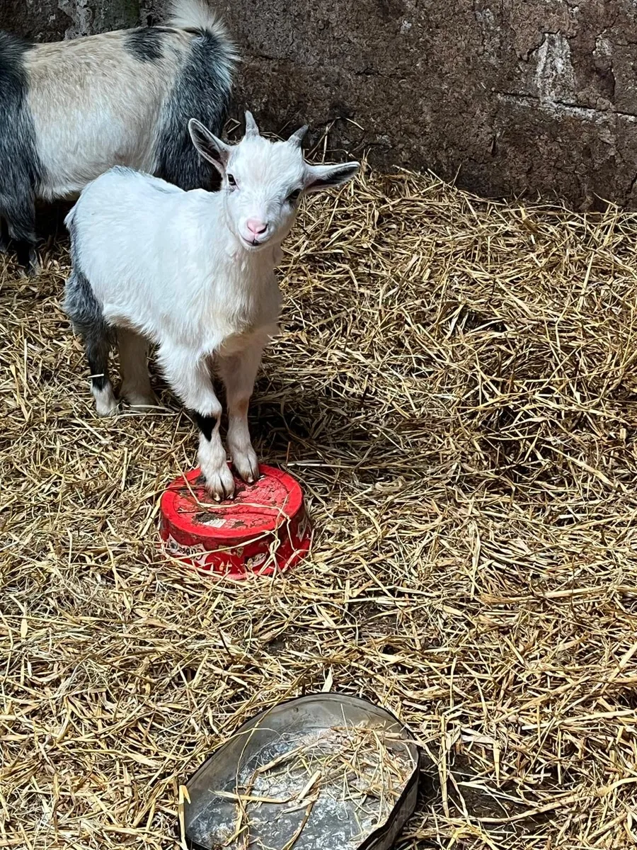 Pygmy Goat - Image 3