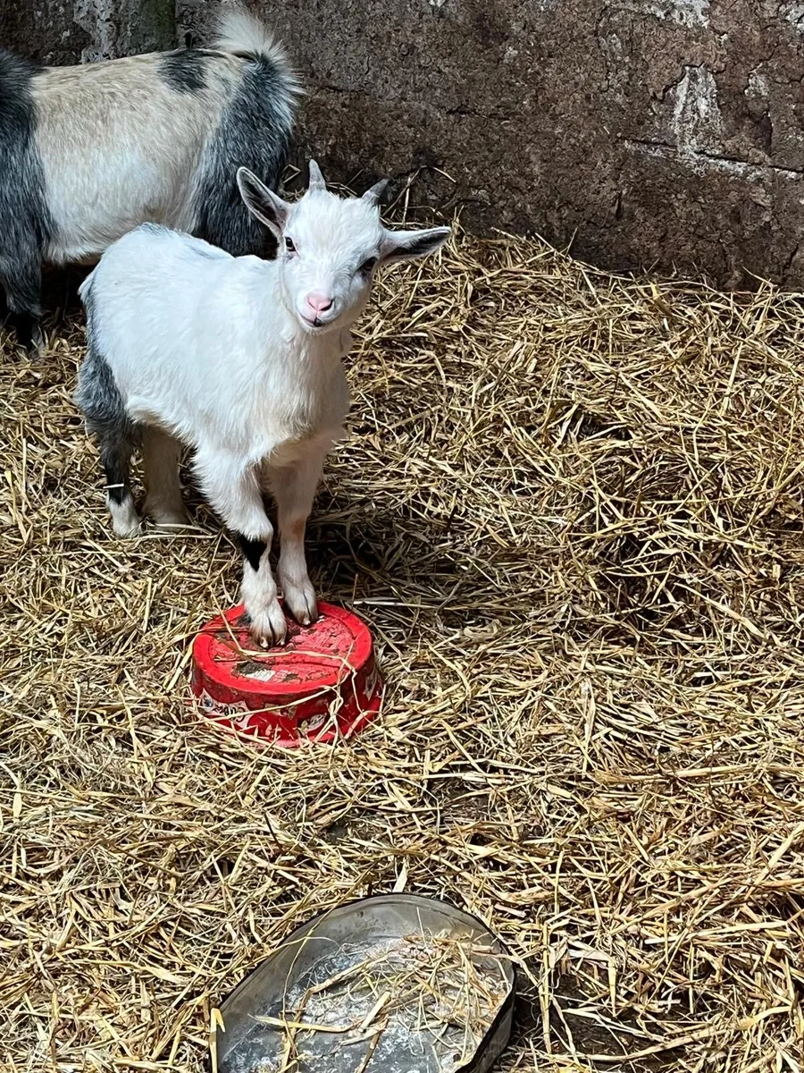 Pygmy Goat - Image 4
