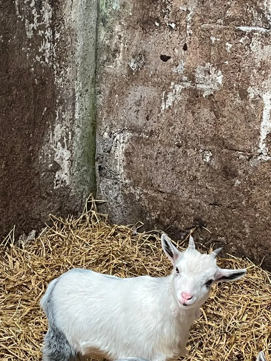 Pygmy Goat - Image 2