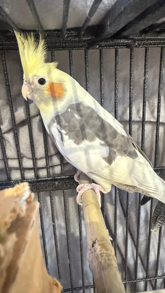 2 cockatiels for adoption - Image 4