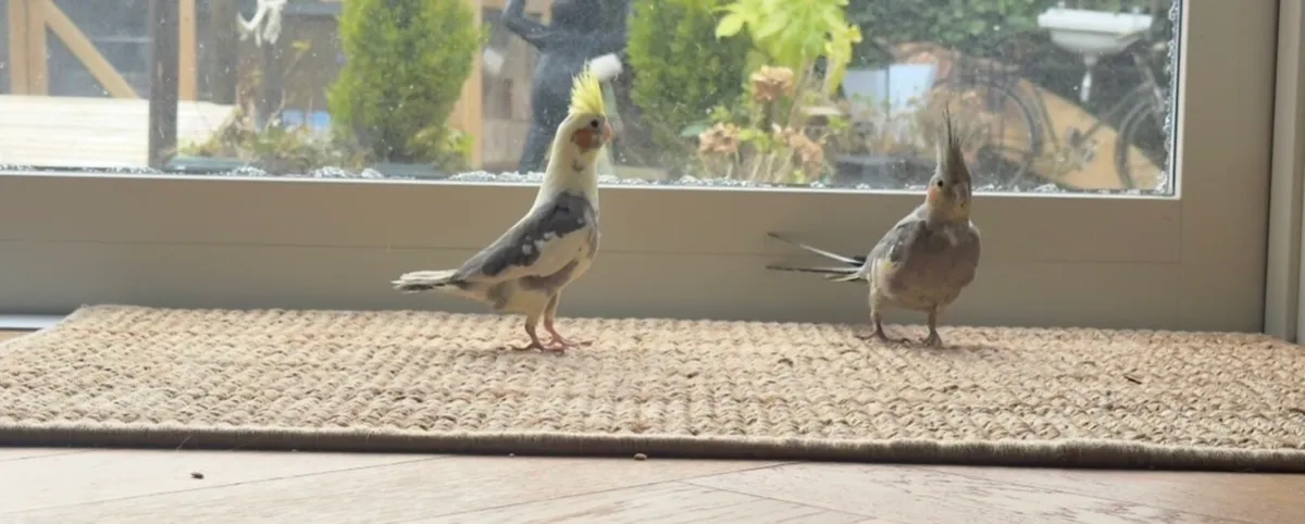 2 cockatiels for adoption - Image 1