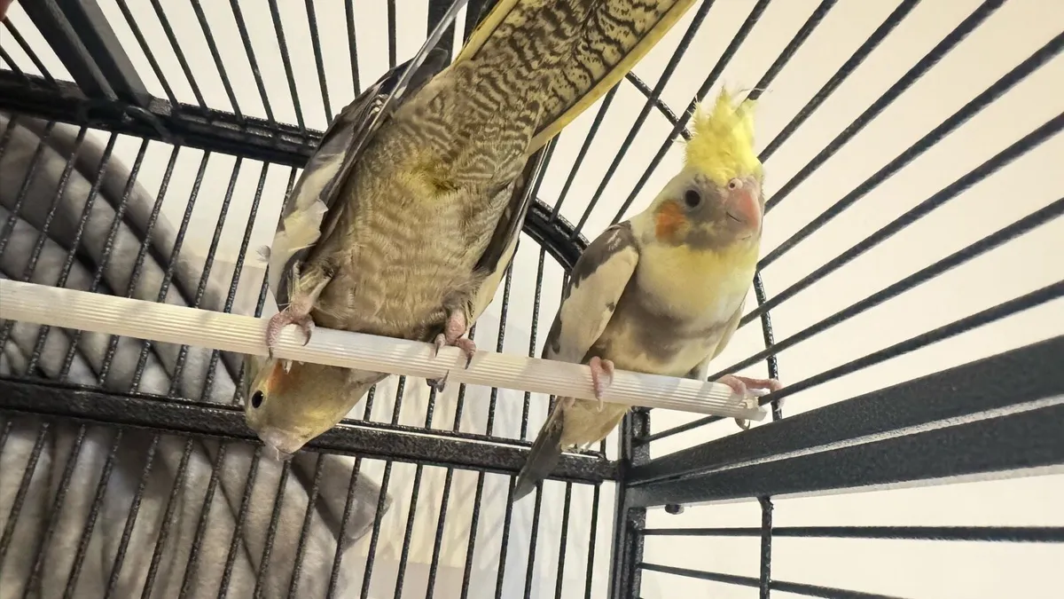 2 cockatiels for adoption - Image 2