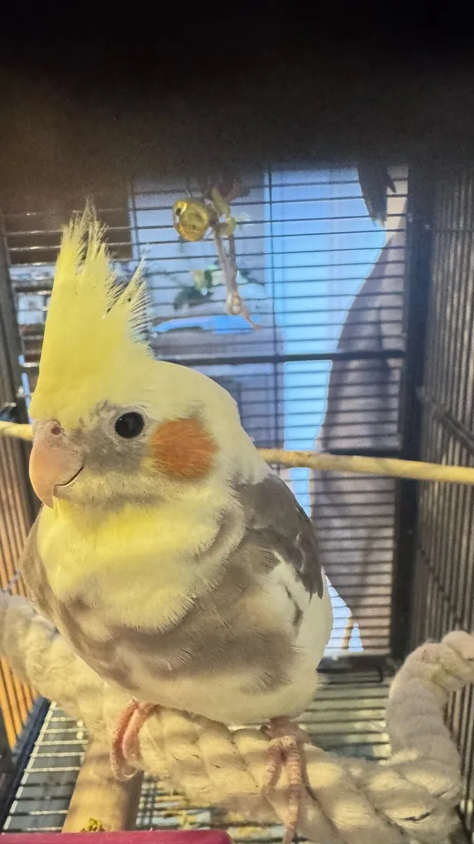 2 cockatiels for adoption - Image 3