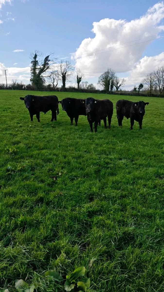 Angus Bulls in Cashel Mart this Saturday 11/4/26 - Image 1