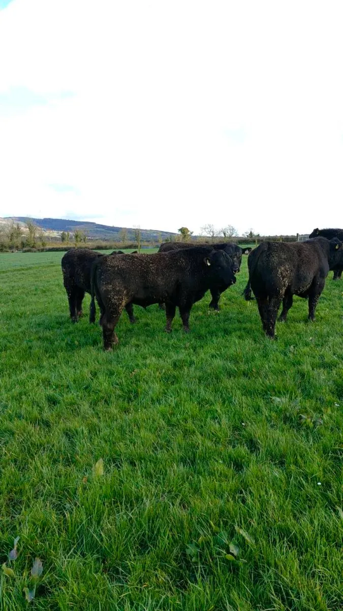 Angus Bulls in Cashel Mart this Saturday 11/4/26 - Image 4