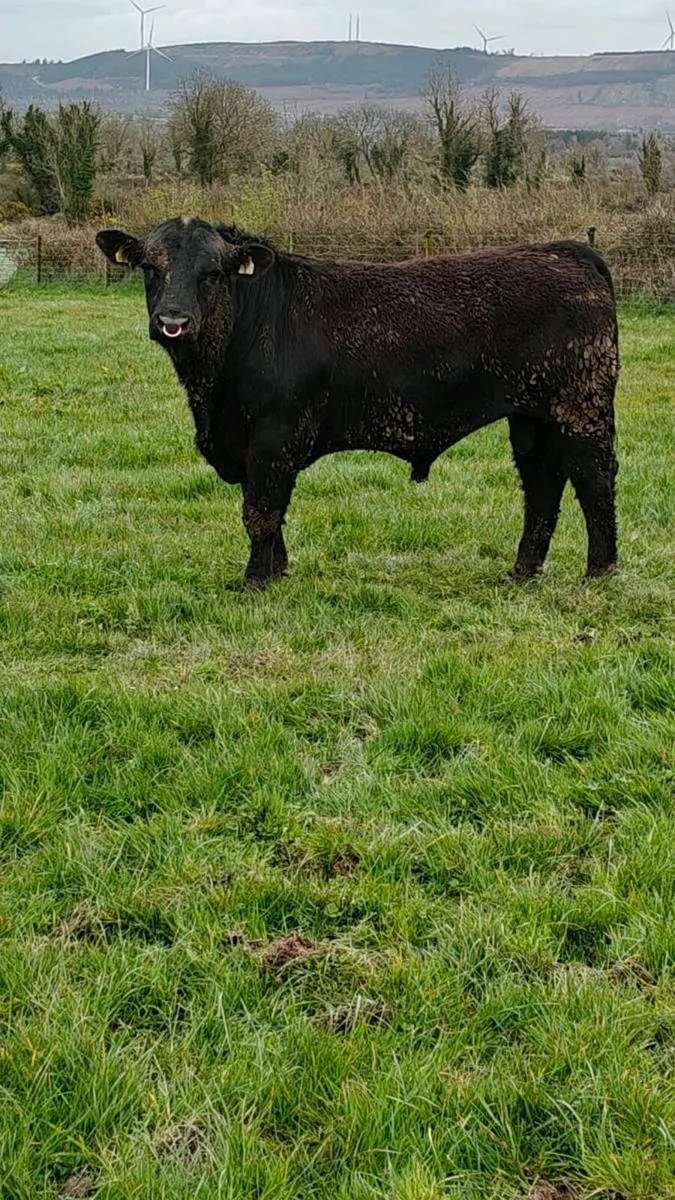 Angus Bulls in Cashel Mart this Saturday 11/4/26 - Image 3