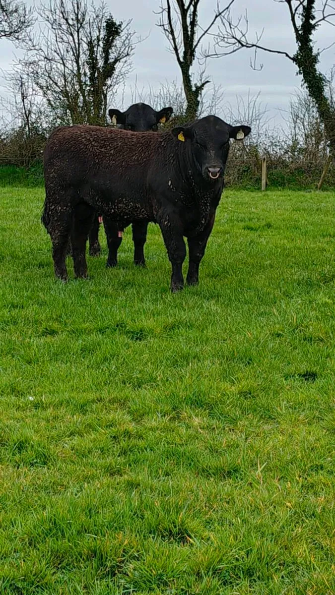 Angus Bulls in Cashel Mart this Saturday 11/4/26 - Image 2