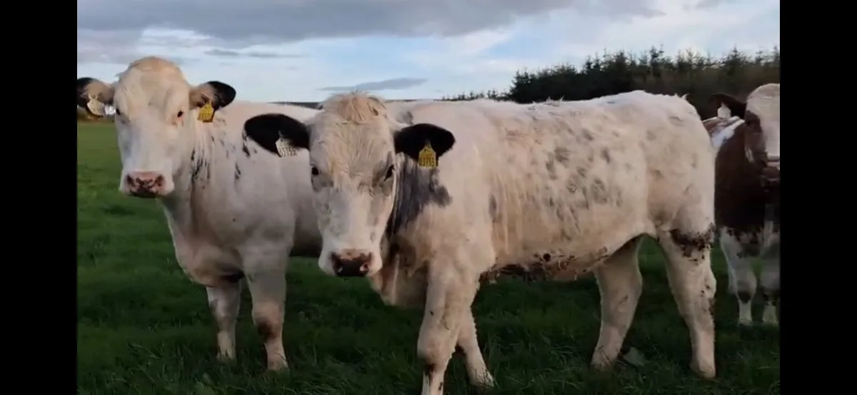 10 AI Homebred Belgian Blue Heifers - Image 2