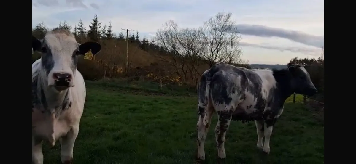 10 AI Homebred Belgian Blue Heifers - Image 3