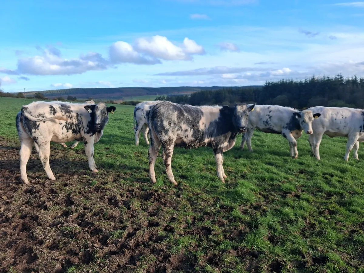 10 AI Homebred Belgian Blue Heifers - Image 1