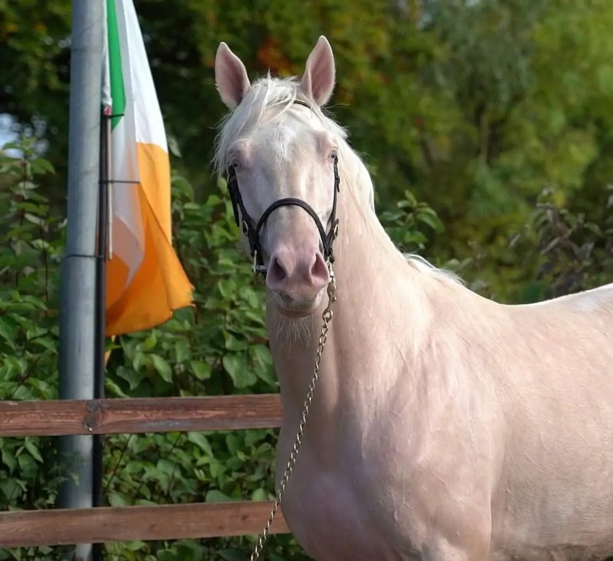 GFS Man in the moon stallion - Image 2