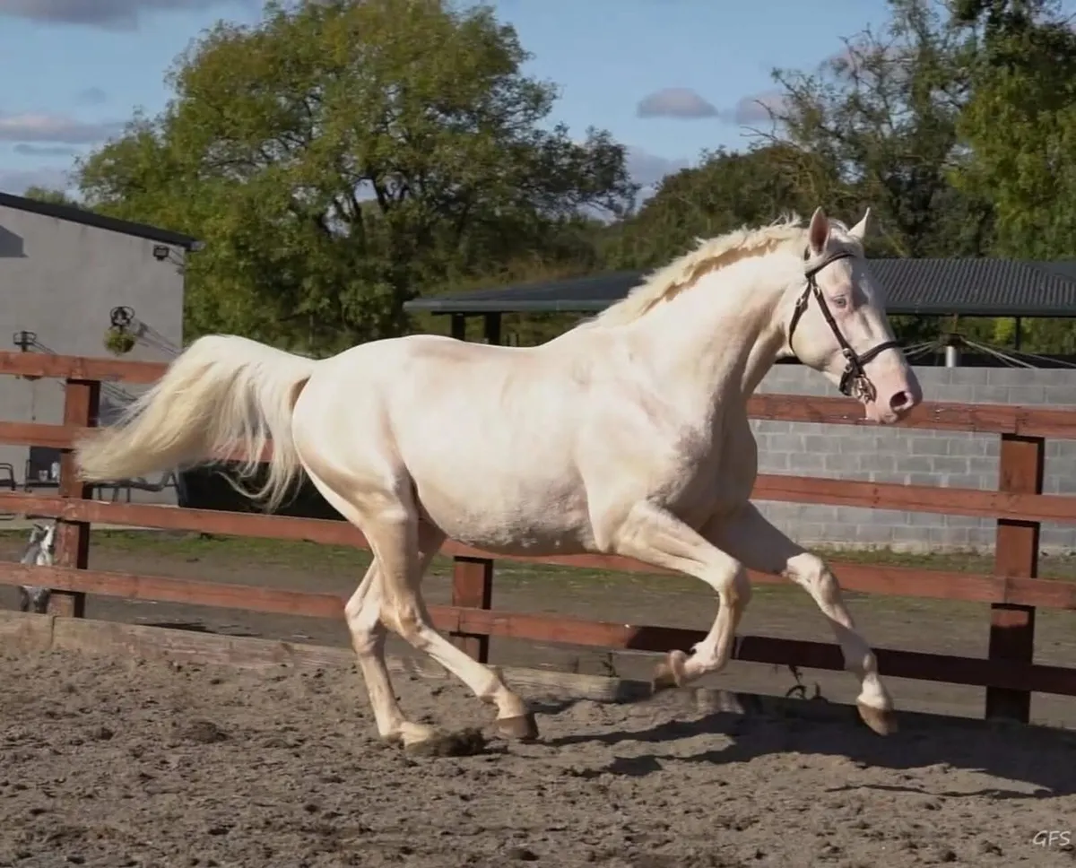 GFS Man in the moon stallion - Image 3