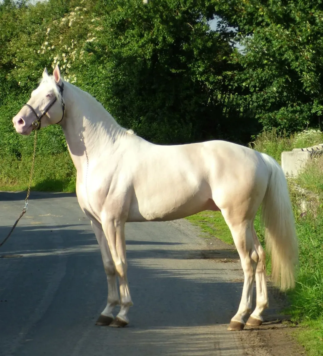 GFS Man in the moon stallion - Image 1