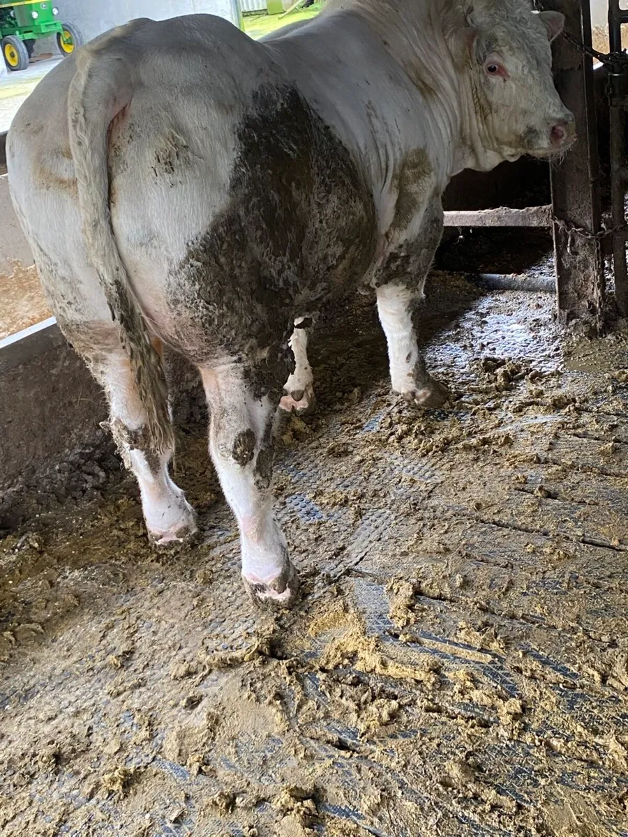 Pedigree Charlaois Bulls - Image 3