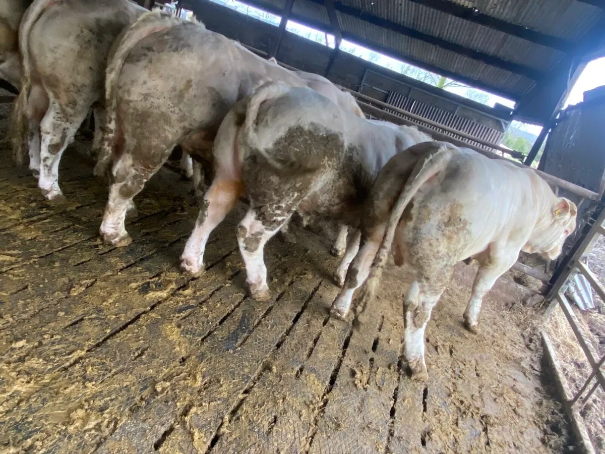 Pedigree Charlaois Bulls - Image 1