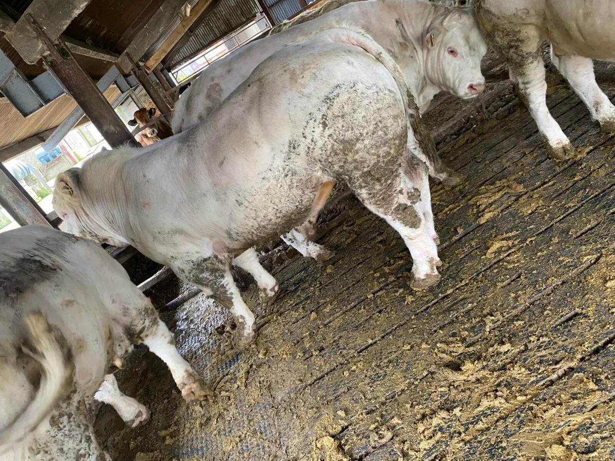 Pedigree Charlaois Bulls - Image 2