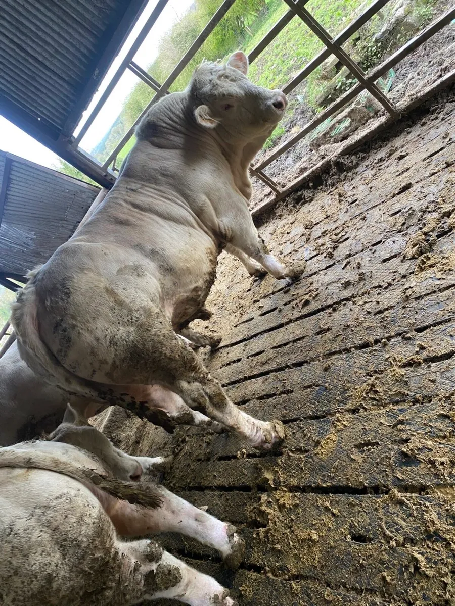 Pedigree Charlaois Bulls - Image 4