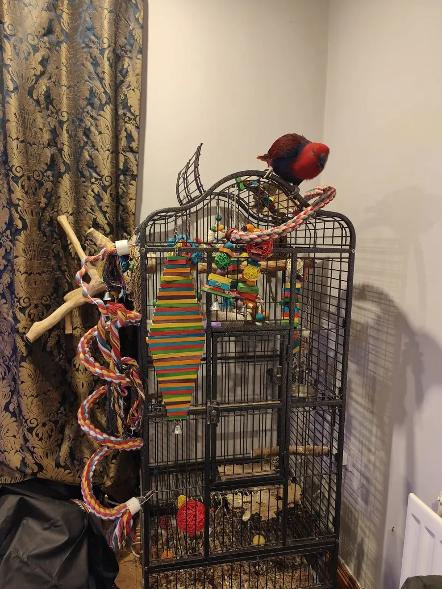 Parrot cage - Image 4