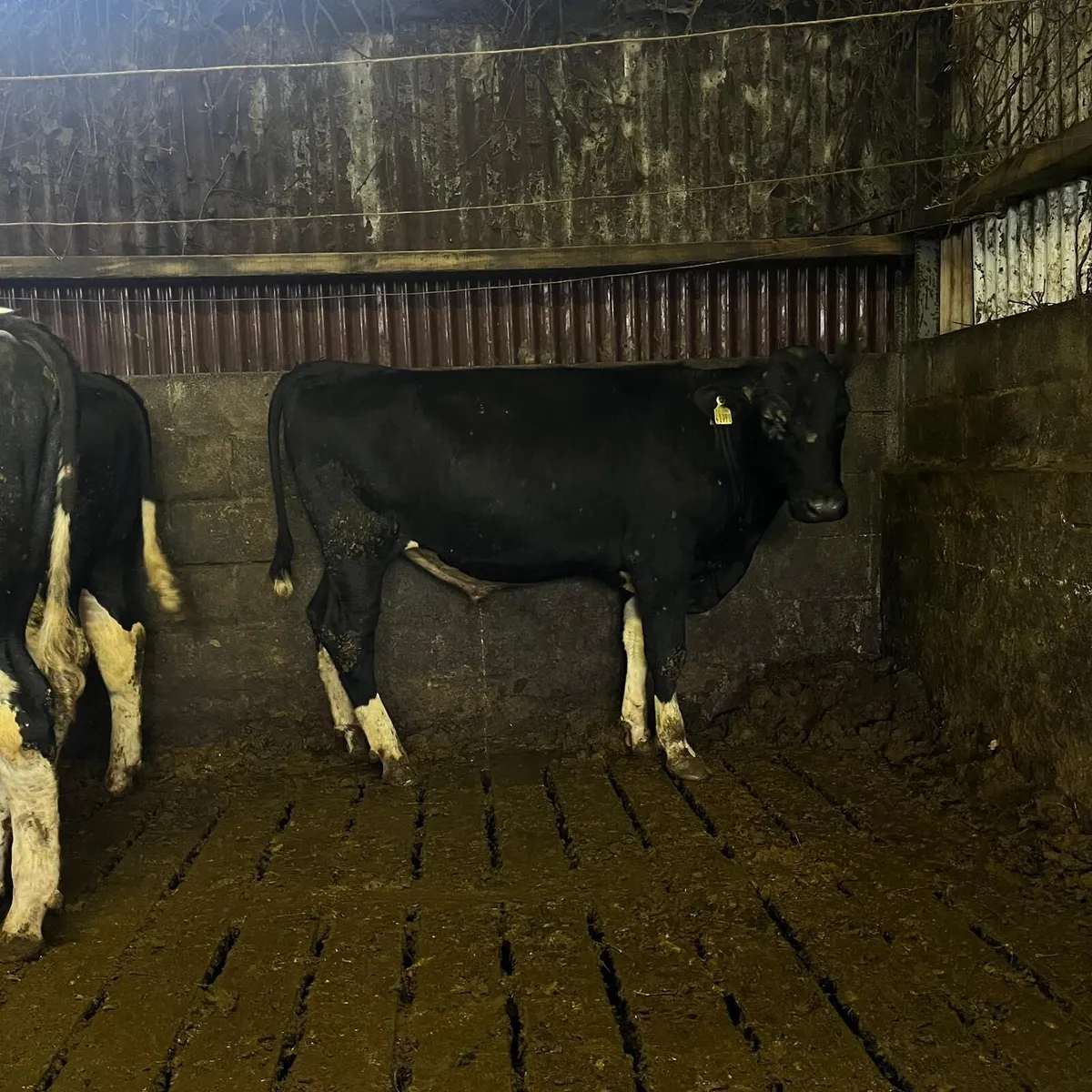 Friesian breeding bulls - Image 3