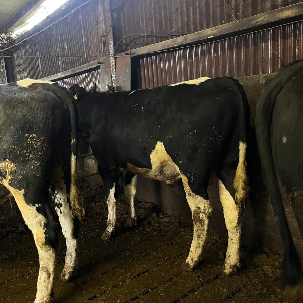 Friesian breeding bulls - Image 1