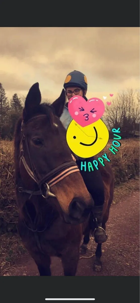 Mature Throughbred Mare - Please read full ad! - Image 1