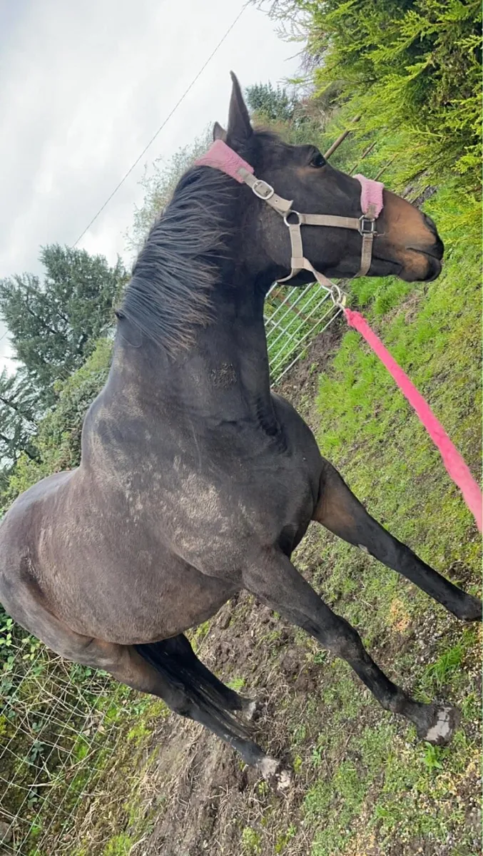 Mature Throughbred Mare - Please read full ad! - Image 3
