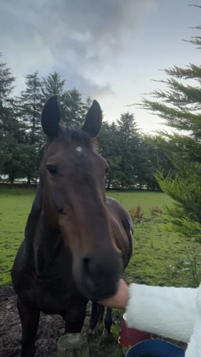 Mature Throughbred Mare - Please read full ad! - Image 4