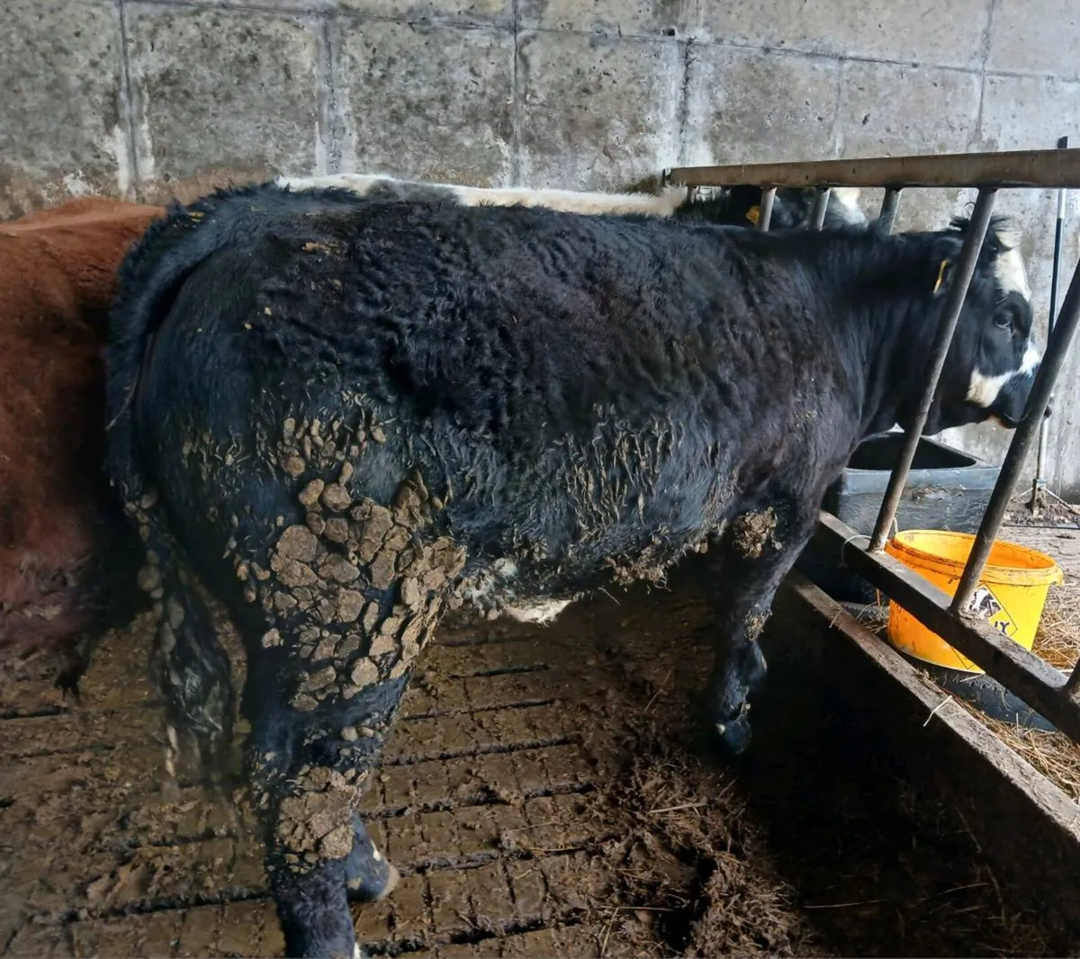 Balla Mart Tues Eve 7th April - Image 2