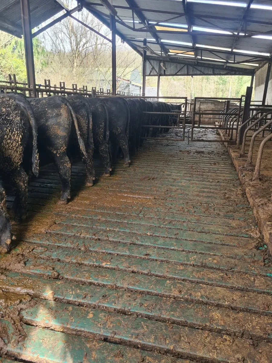 Angus Bulls - Image 2