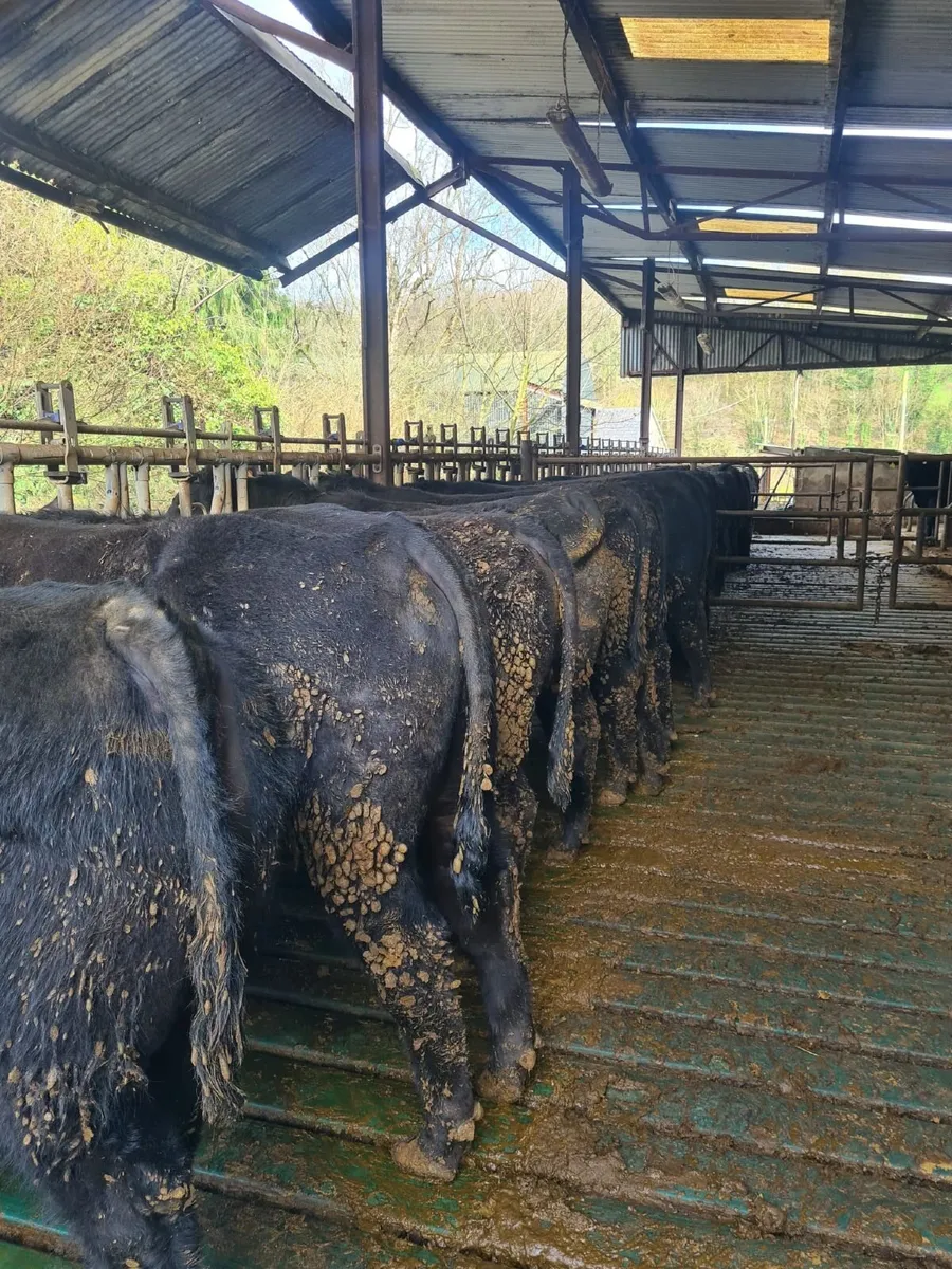 Angus Bulls - Image 3