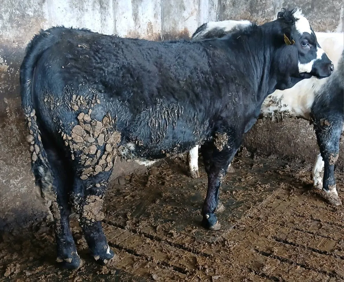 Balla Mart Tues Eve 7th April - Image 3