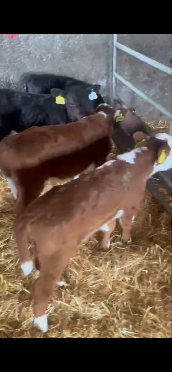 Angus and Hereford bull calves