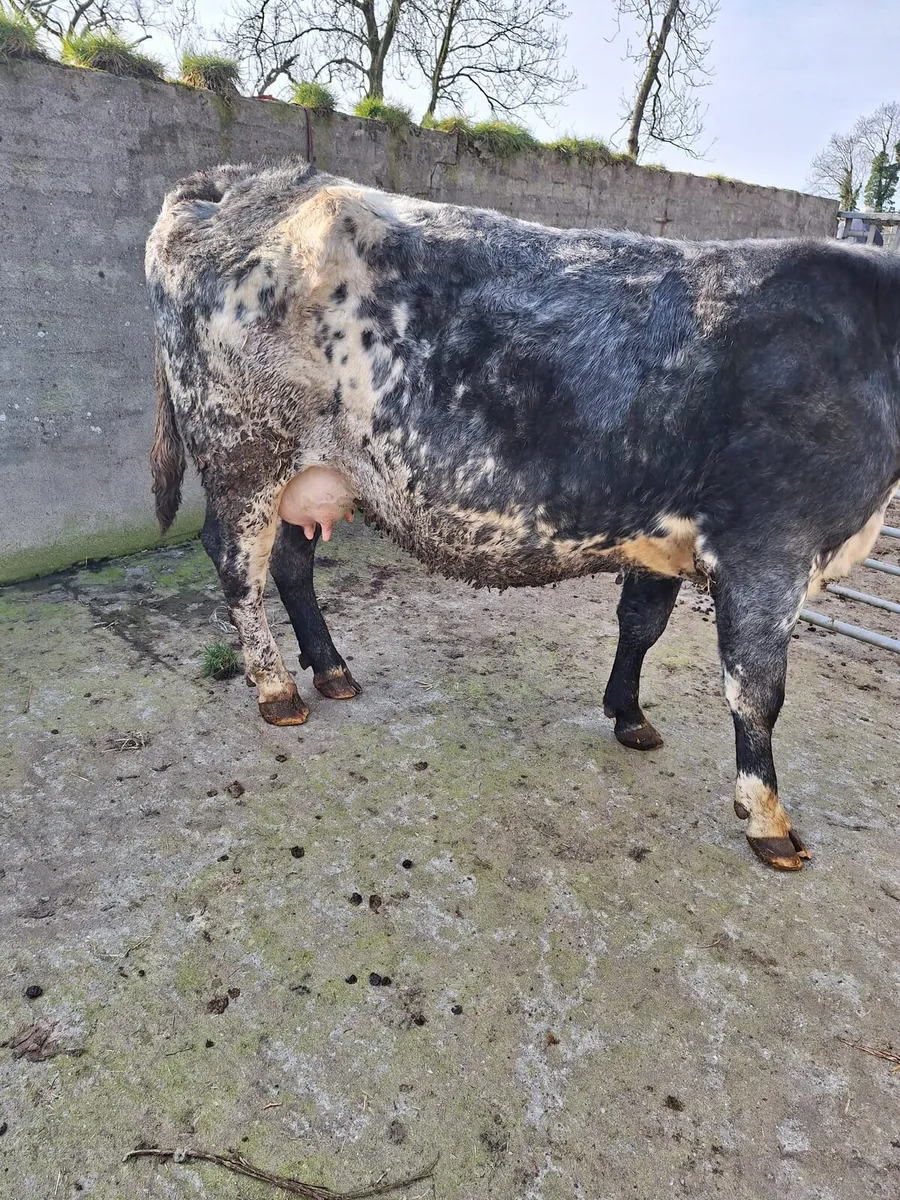 Foster Cow - Image 2