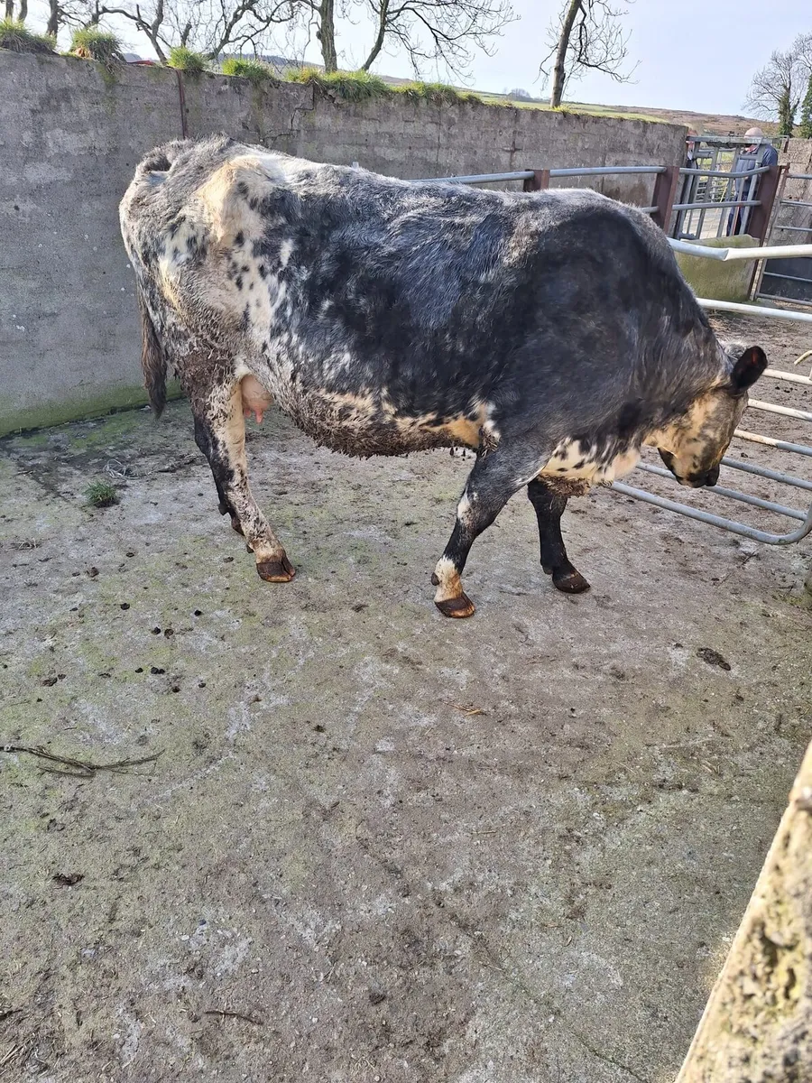 Foster Cow - Image 3