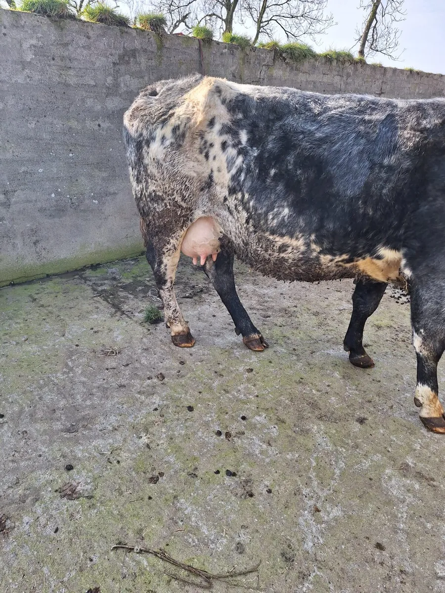 Foster Cow - Image 4