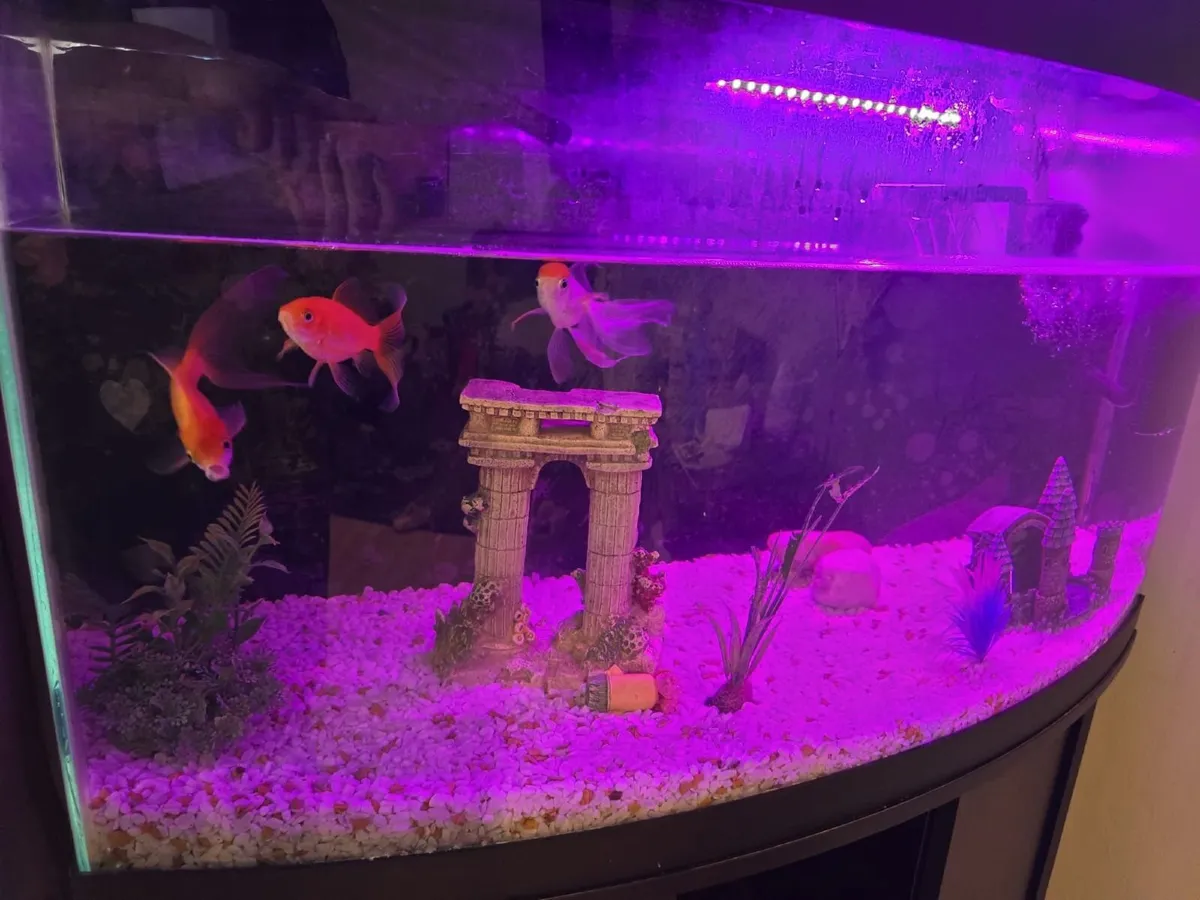 Aquarium for sale - Image 1