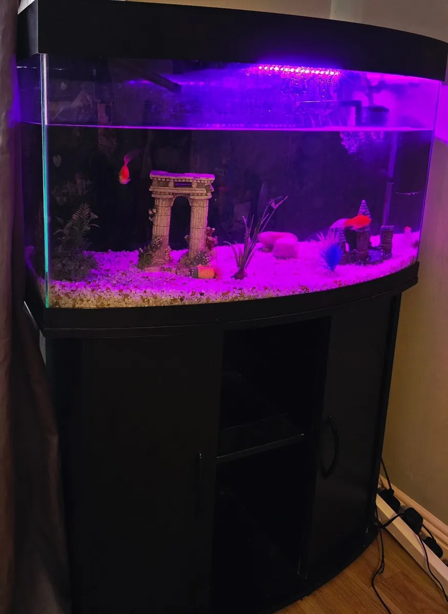 Aquarium for sale - Image 2