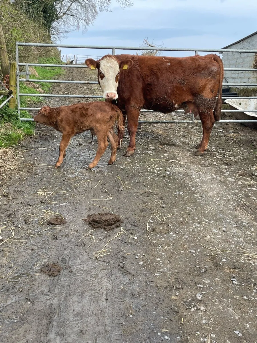 Super 5star ⭐️genotyped limousine cow and calf - Image 2