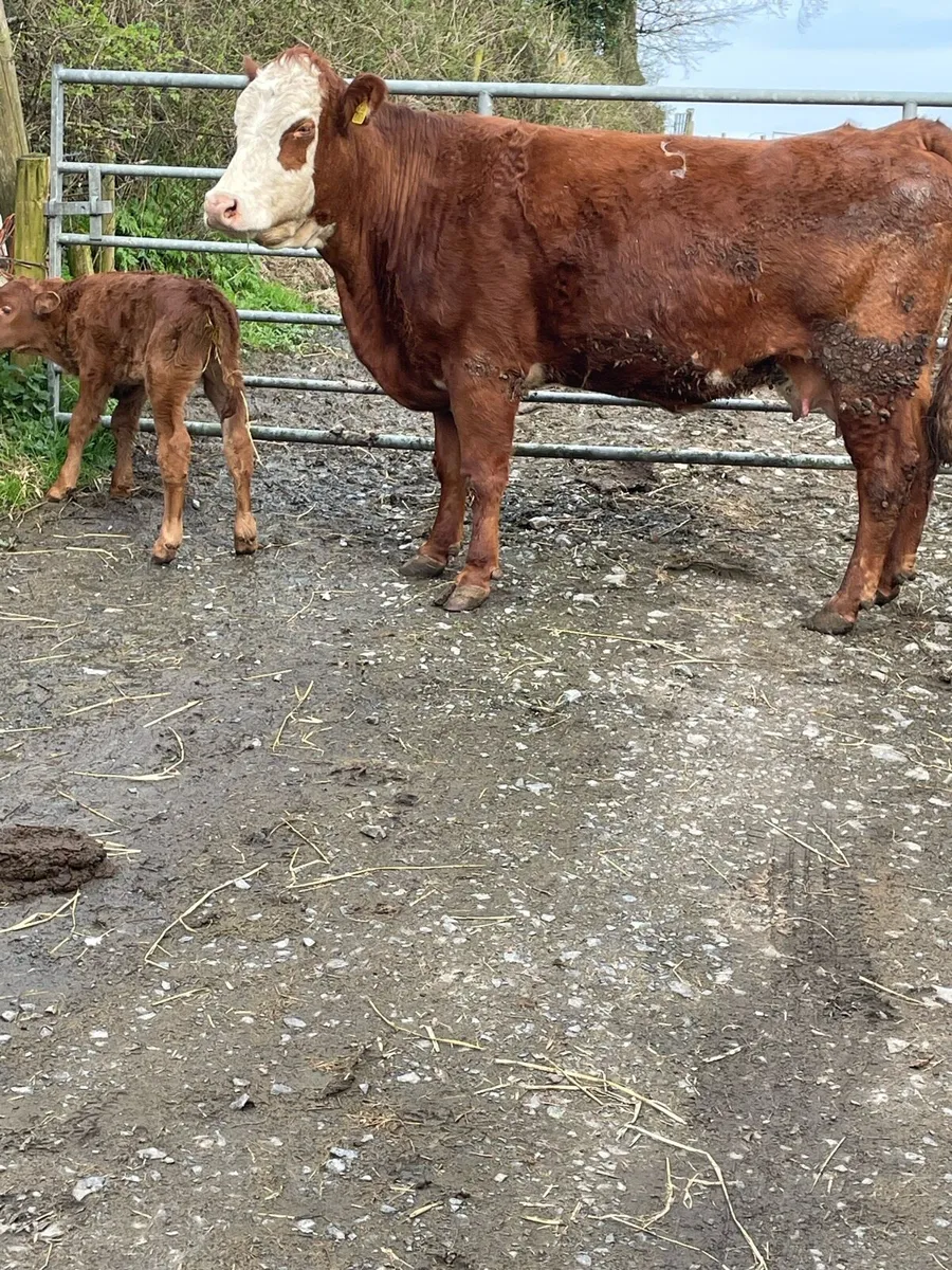 Super 5star ⭐️genotyped limousine cow and calf - Image 4