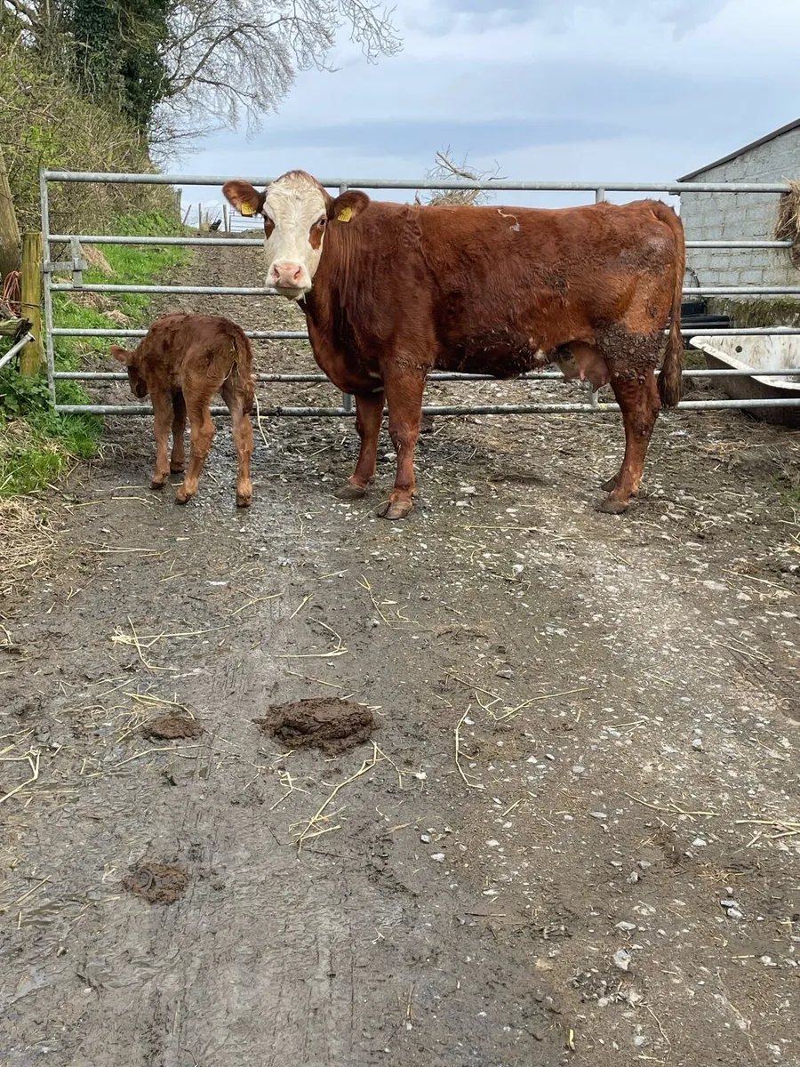 Super 5star ⭐️genotyped limousine cow and calf - Image 3