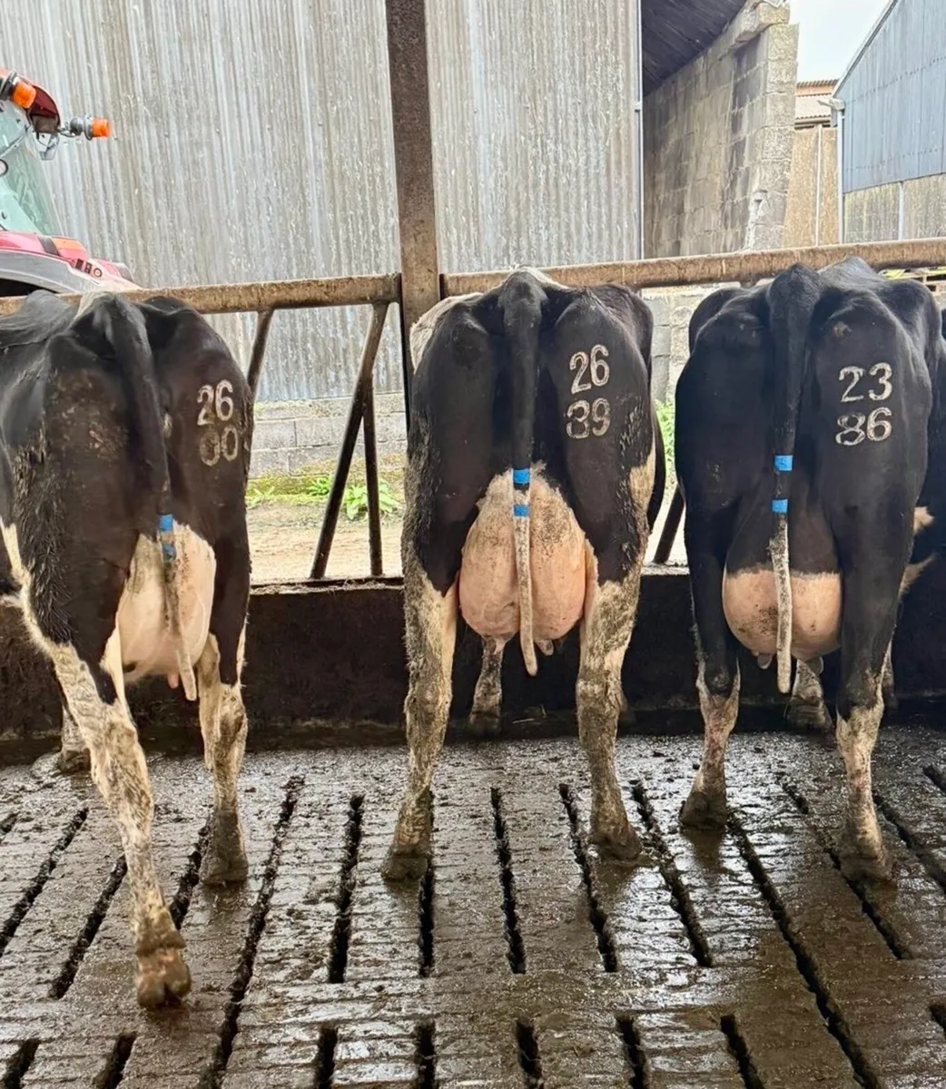 Dairy Cows Limerick - Image 1