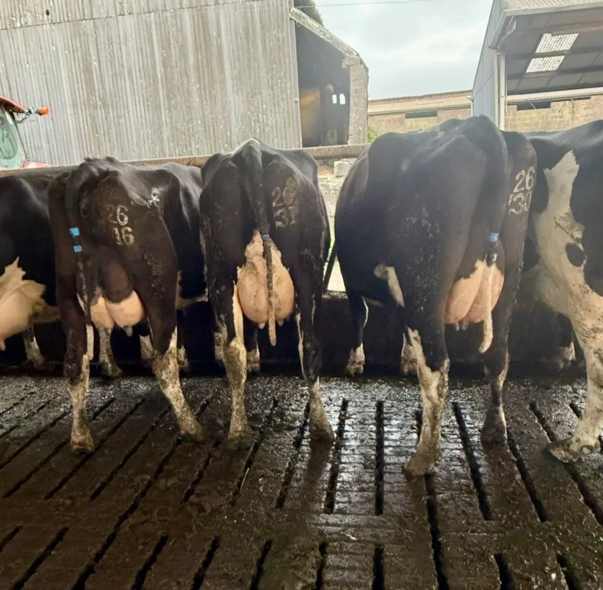 Dairy Cows Limerick - Image 2