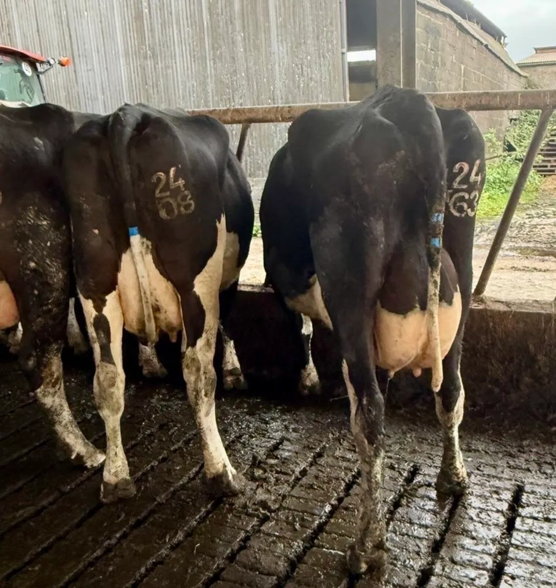 Dairy Cows Limerick - Image 3