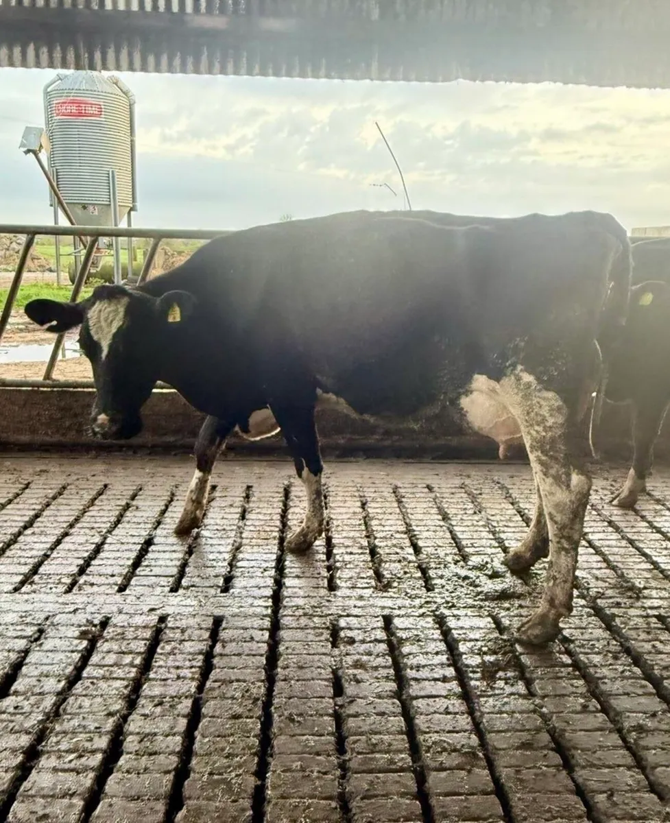 Dairy Cows Limerick - Image 4